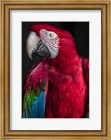 Ara Parrot Fine Art Print