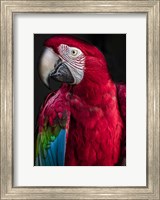 Ara Parrot Fine Art Print