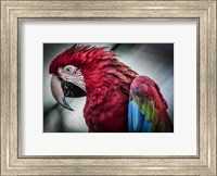 Ara Parrot II Fine Art Print