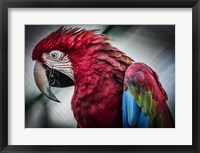 Ara Parrot II Fine Art Print