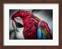 Ara Parrot II Fine Art Print