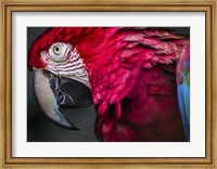 Ara Parrot Close Up II Fine Art Print