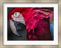 Ara Parrot Close Up II Fine Art Print