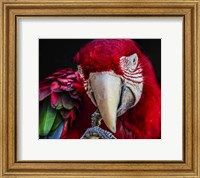 Ara Parrot  III Fine Art Print