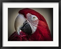 Ara Parrot Close Up III Fine Art Print