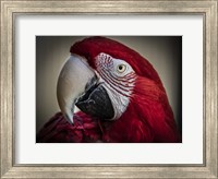 Ara Parrot Close Up III Fine Art Print
