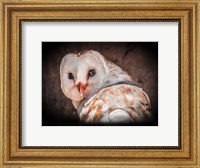 Screech Owl Fine Art Print