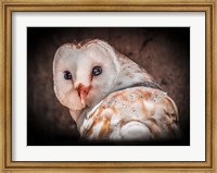 Screech Owl Fine Art Print
