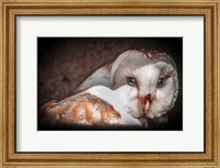 Screech Owl II Fine Art Print