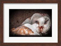 Screech Owl II Fine Art Print