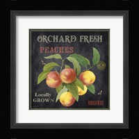 Orchard Fresh Peaches Framed Print
