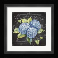 Hydrangeas 1 Fine Art Print