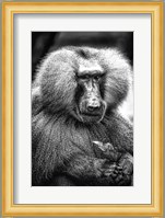 Baboon  Black & White Fine Art Print