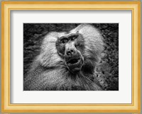 Baboon III Black & White Fine Art Print