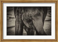 Young Elephant sepia Fine Art Print