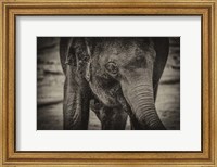 Young Elephant sepia Fine Art Print