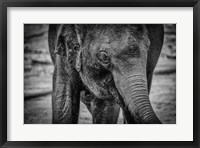 Young Elephant Black & White Fine Art Print