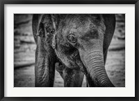 Young Elephant Black & White Fine Art Print