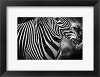 Zebra Black & White Fine Art Print
