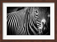 Zebra II Black & White Fine Art Print