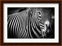 Zebra II Black & White Fine Art Print