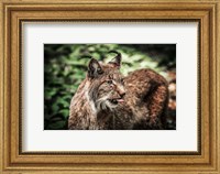 Lynx Tonque Fine Art Print