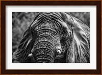 Elephant Front Black & White Fine Art Print
