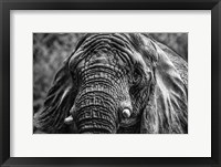 Elephant Front Black & White Fine Art Print