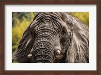 Elephant Front Fine Art Print
