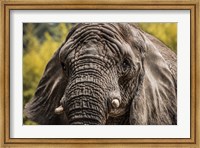 Elephant Front Fine Art Print