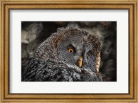 Wisdom Owl Black & White Fine Art Print