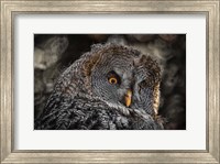 Wisdom Owl Black & White Fine Art Print