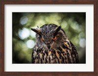 Evil Owl III Fine Art Print
