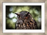 Evil Owl III Fine Art Print