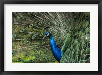 Peacock Showing Off Fine Art Print