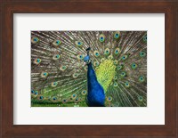 Peacock Showing Off II Fine Art Print