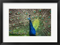 Peacock Showing Off II Fine Art Print