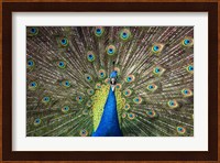 Peacock Showing Off Close Up Fine Art Print