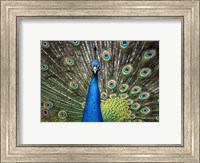 Peacock Showing Off Close Up II Fine Art Print
