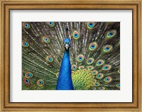 Peacock Showing Off Close Up II Fine Art Print