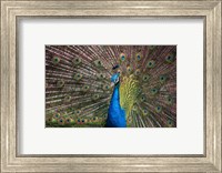 Peacock Showing Off III Fine Art Print