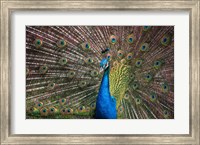 Peacock Showing Off III Fine Art Print