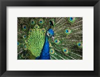 Peacock Showing Off Close Up III Fine Art Print
