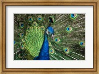 Peacock Showing Off Close Up III Fine Art Print