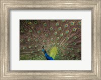Peacock Showing Off IV Fine Art Print