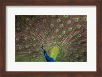 Peacock Showing Off IV Fine Art Print