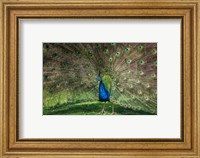 Peacock Showing Off V Fine Art Print