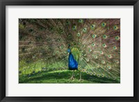 Peacock Showing Off V Fine Art Print