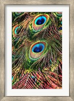 Peacock Feathers Fine Art Print