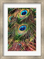 Peacock Feathers Fine Art Print